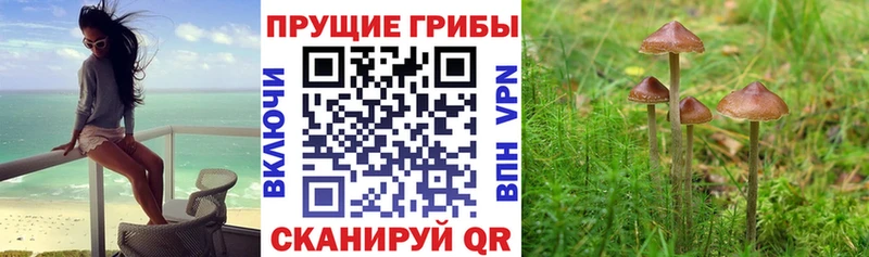 Галлюциногенные грибы прущие грибы  Коломна 